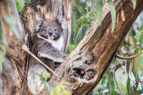 Koala, Cape Otway National Park, Australien