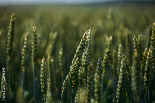 Closeup of green wheat in meadows. 