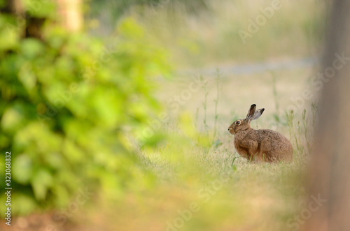 Hare  rabbit in the wild