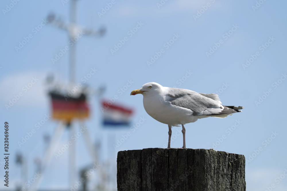 Möve an der Nordsee und deutsche und niederländische Flagge im Hintergrund - Stockfoto Möve an der Nordsee und deutsche und niederländische Flagge im Hintergrund - Stockfoto