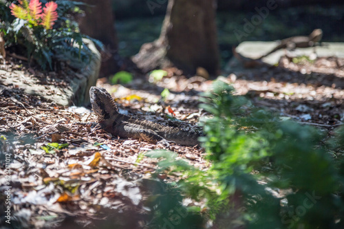 Bartagame im botanischen Garten, Sydney