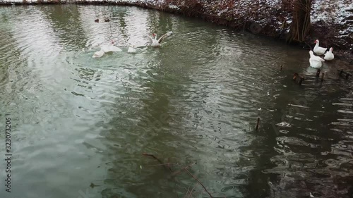 Geese and ducks in the pond. photo