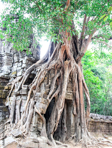 Tree on the ankor wat ruins