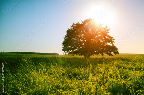 Magical sunrise or sunset over single tree in green field