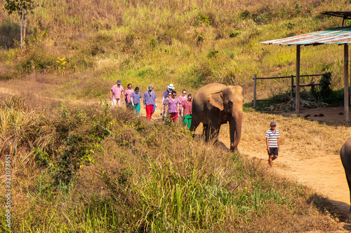 Photography Elephants in Chiang Mai, Thailand