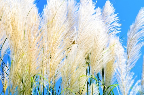 White feather grass against blue sky on a windy day