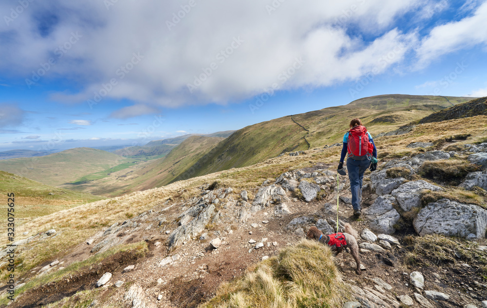 A hiker walking their dog on a lead in the Lake District mountains, UK, towards the summit of Rest Dodd with Bannerdale Beck far below.
