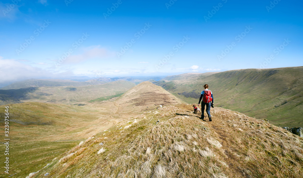 A female hiker and their dog descending the mountain summit of Rest Dodd towards The Nab above Bannerdale Beck and Ramps Gill in the Lake District UK.