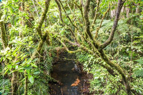 Bach im Neuseeland Waima Forest