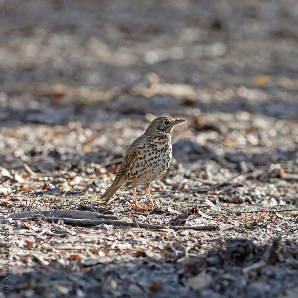 The song thrush (Turdus philomelos) is a thrush that breeds across much of Eurasia. The song thrush (Turdus philomelos) is a thrush that breeds across much of Eurasia.