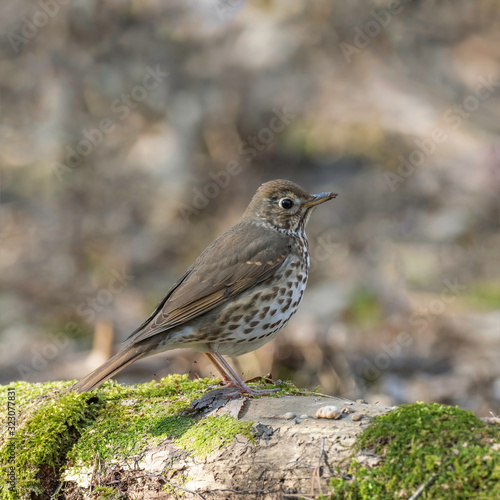 The song thrush (Turdus philomelos) is a thrush that breeds across much of Eurasia. 