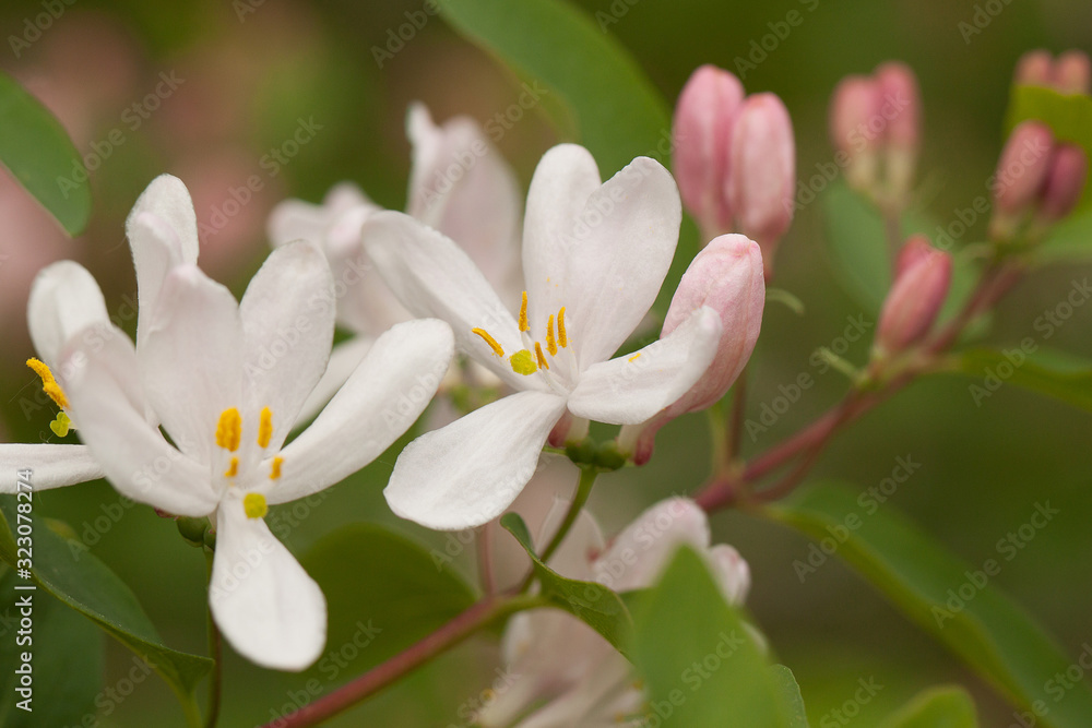 Fototapeta piękna kwitnąca gałązka wiciokrzewu z delikatnymi różowymi kwiatami i pąkami