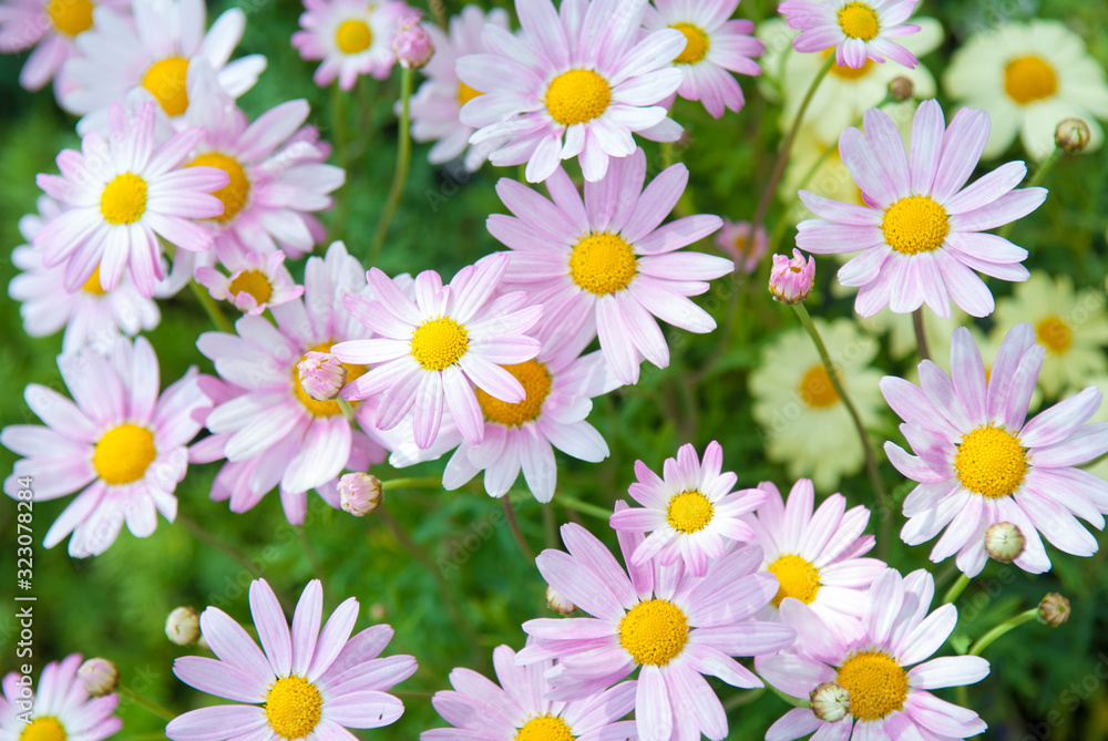 Fresh pink daisies growing in a sunny spring garden Fresh pink daisies growing in a sunny spring garden