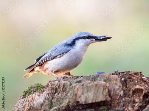 The Eurasian nuthatch or wood nuthatch (Sitta europaea) is a small passerine bird of the Sittidae family. © ihorhvozdetskiy