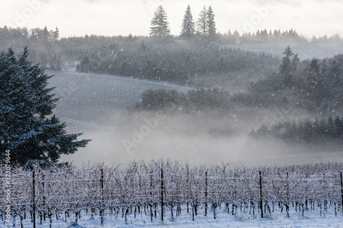 Snow falls on a scene of an Oregon vineyard, contrasts of evergreen trees and fog. © Jennifer L Morrow