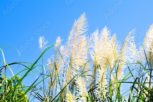 White feather grass against blue sky on a windy day
