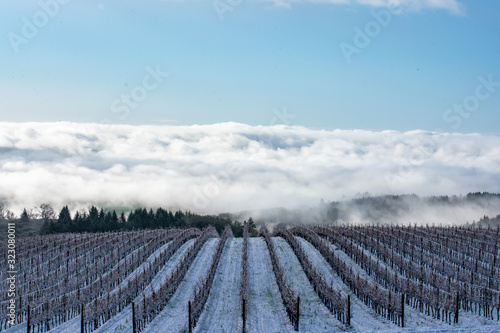 An Oregon vineyard in winter shows snow between rows  clouds and blue sky.