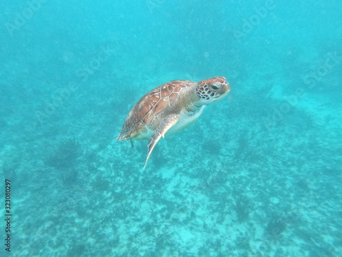 tortuga marina