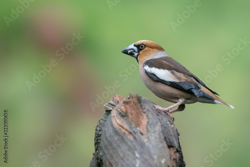 Beautiful Hawfinch (Coccothraustes coccothraustes) on a branch in the forest of Noord Brabant in the Netherlands.