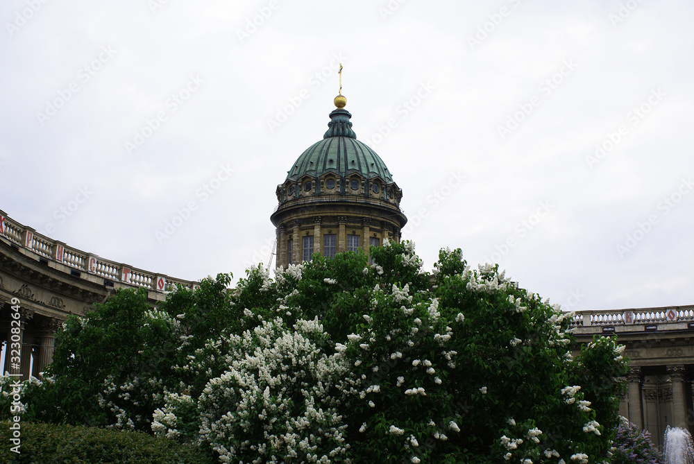 Blooming lilacs in spring, St. Isaac's Cathedral, St. Petersburg.