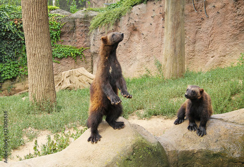 couple of curious wolverines (Gulo gulo) in the outdoor enclosure in ZOO photo