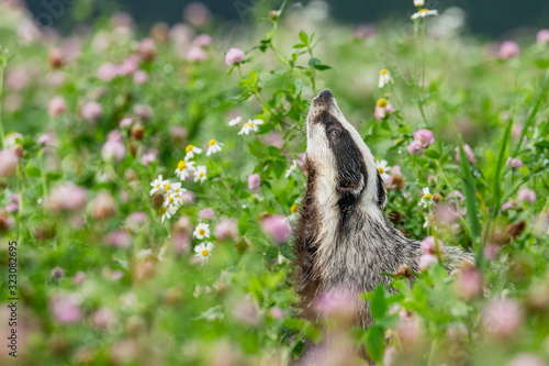 Beautiful European badger (Meles meles - Eurasian badger) in his natural environment in the summer meadow with many flowers