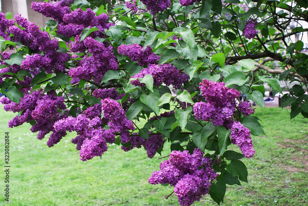 Fototapeta premium Lilac blossoming tree in spring, spring.