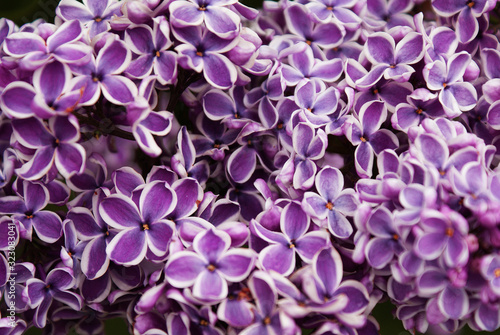 Lilac blossoming tree in spring  spring.