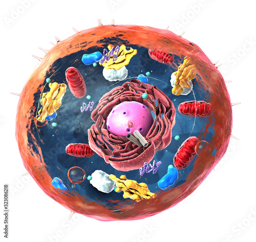 Canvastavla Components of Eukaryotic cell, nucleus and organelles and plasma membrane - 3d i