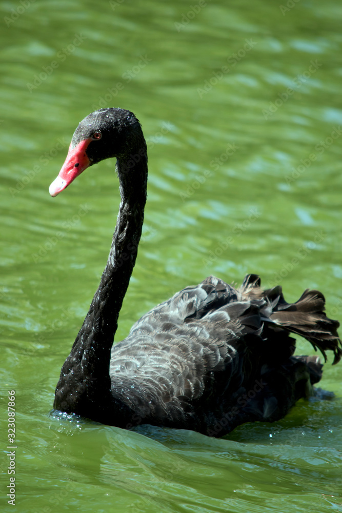 Fototapeta premium the black swan is swimming in a lake