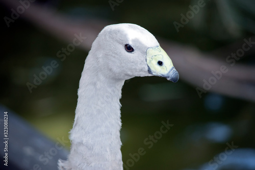 this is a side view of a Cape Barren goose