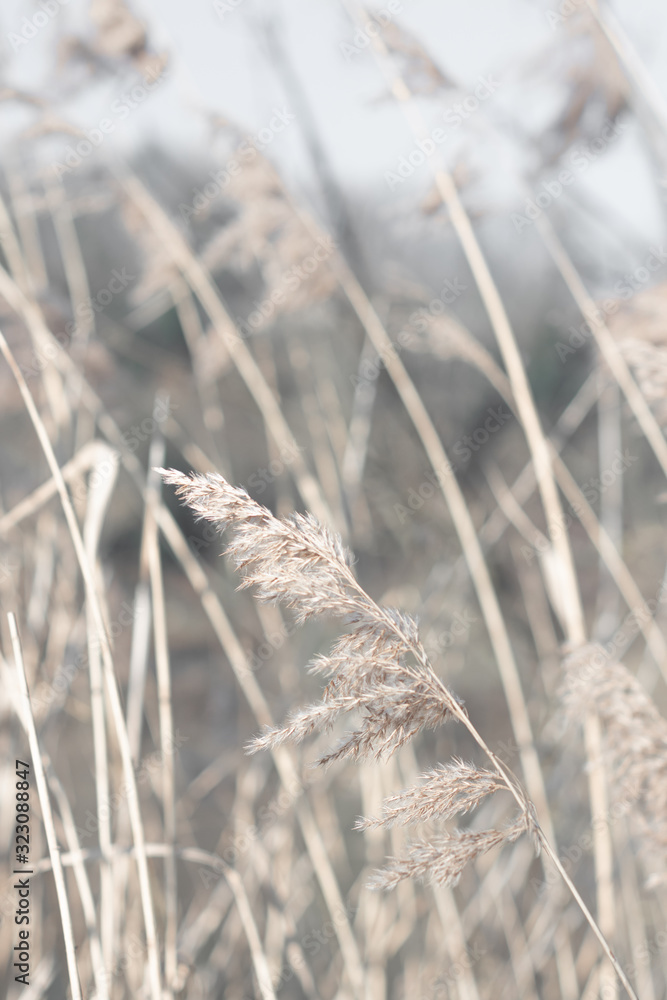 Fototapeta premium Pampasgras