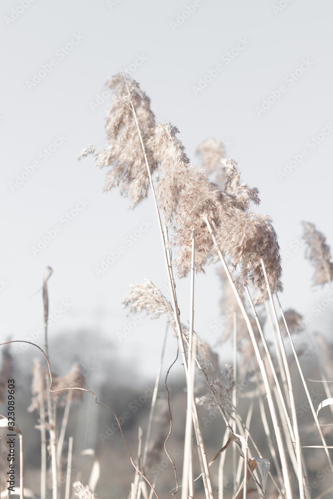 Fototapeta premium Pampasgras
