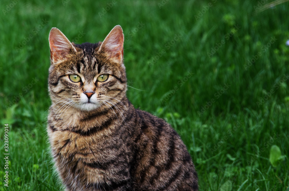 Funny little cat walking outdoors