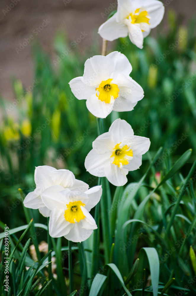 Wonderful daffodil flowers bloom in spring outdoors Wonderful daffodil flowers bloom in spring outdoors