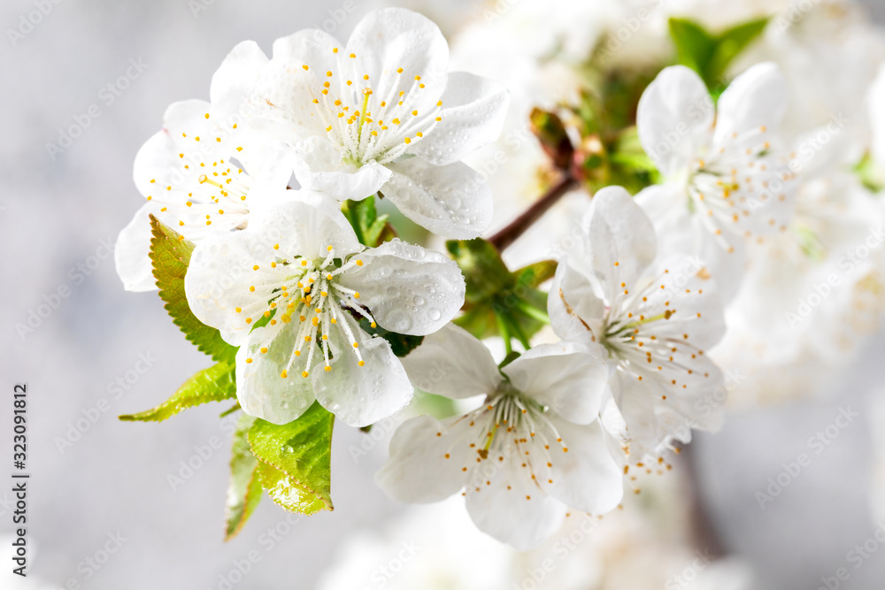 Spring composition .Blooming cherry branch. White flowers as a symbol of spring.