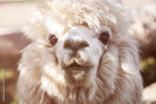 Close up portrait of a llama looking at the camera