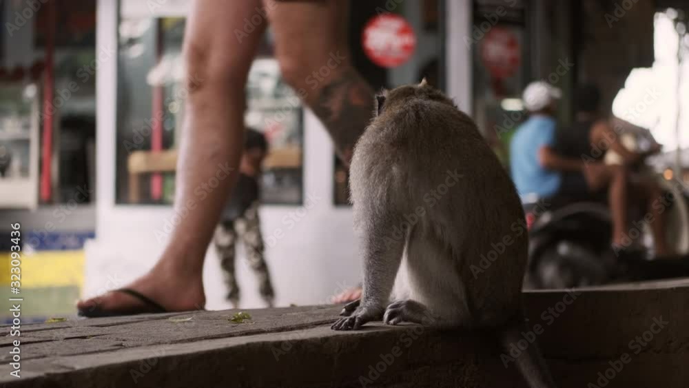 Little cute monkey sitting on sidewalk on busy city street looking at passing by people Little cute monkey sitting on sidewalk on busy city street looking at passing by people