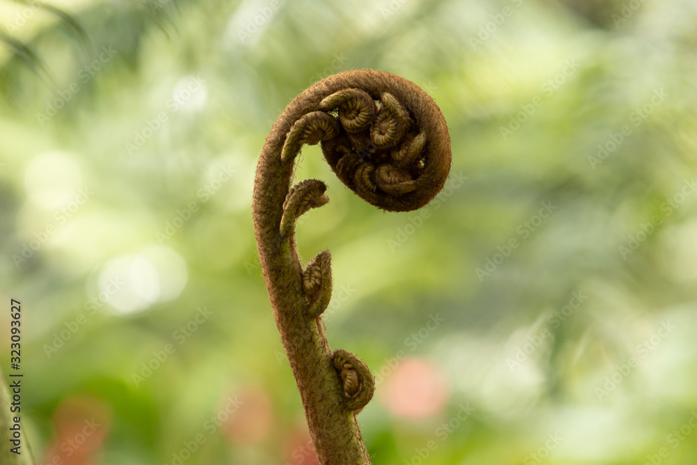 Obraz premium Fleurs 