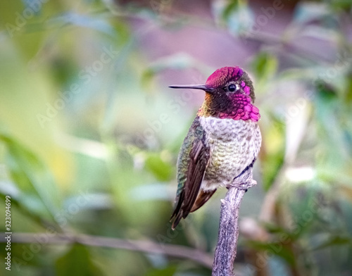 Obraz na plátne Hummingbird at Arizona Sonora Desert Museum
