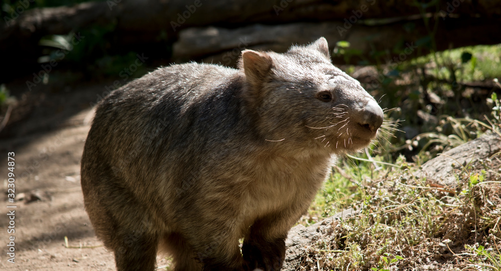 Fototapeta premium this is a close up of a comon wombat