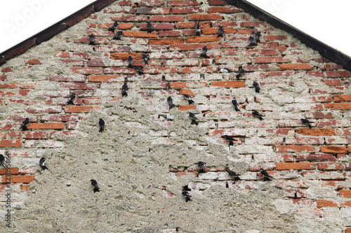 a lot of house martins (Delichon urbica) pecking the surface of the old wall photo