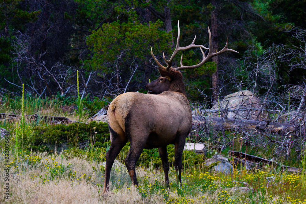Fototapeta premium Male Elk walking through the forest.