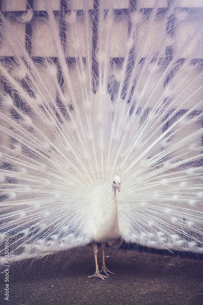 Portrait of a peacock with an extravagant plumage