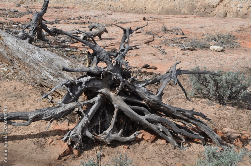 Weathered Desert Tree Stump with Roots in the Desert Weathered Desert Tree Stump with Roots in the Desert