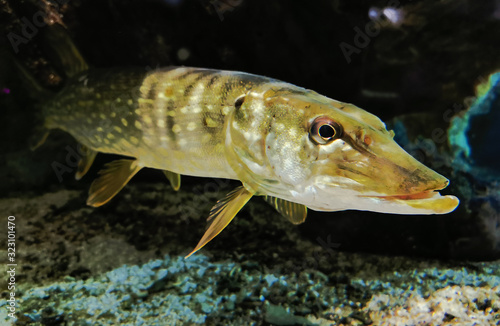 Fotografija Monster Freshwater 50 inch Northern Pike - Esox Lucius, wildlife animal, predator