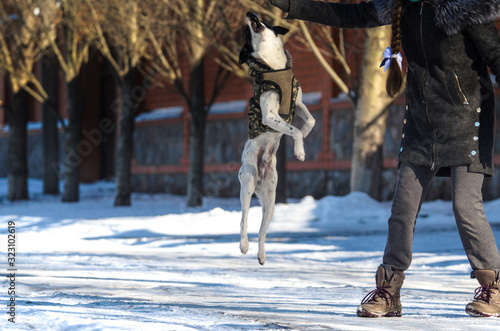 The dog listens to the owner and jumps up, a detailed photo of a basenji in winter