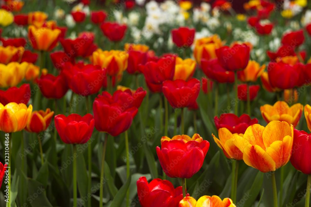 A lot of bright red and orange tulips blooms in the spring in the garden. Many flowers, background