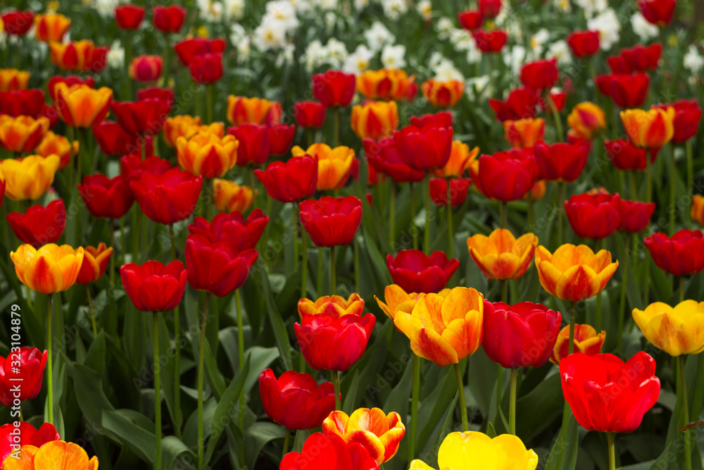 A lot of bright red and orange tulips blooms in the spring in the garden. Many flowers, background A lot of bright red and orange tulips blooms in the spring in the garden. Many flowers, background