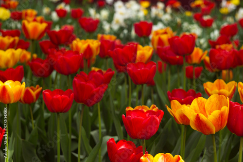 A lot of bright red and orange tulips blooms in the spring in the garden. Many flowers  background